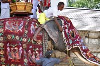 Habillage des éléphants