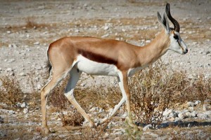 springbok