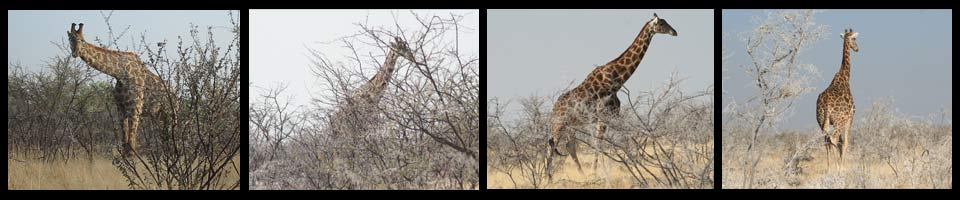 Girafe- Parc d'Etosha - Namibie