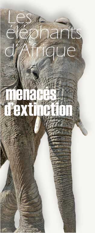 Eléphant d'Afrique menacé d'extinction