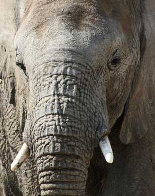 éléphant - Etosha - Namibie