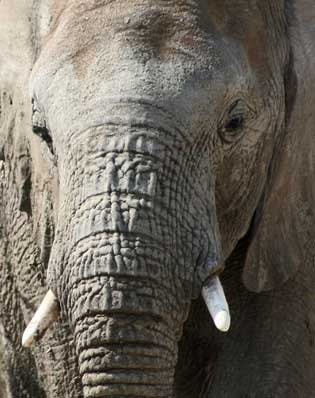 éléphant - Namutoni - Namibie