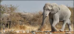 éléphants - Namibie
