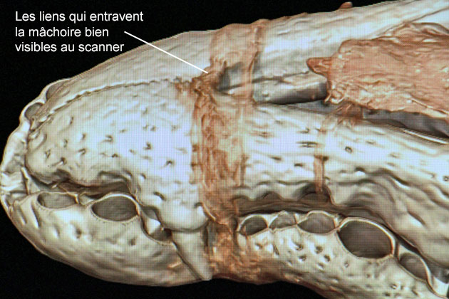 Scanner de la momie du crocodile