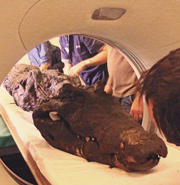 Momie de crocodile dans le scanner