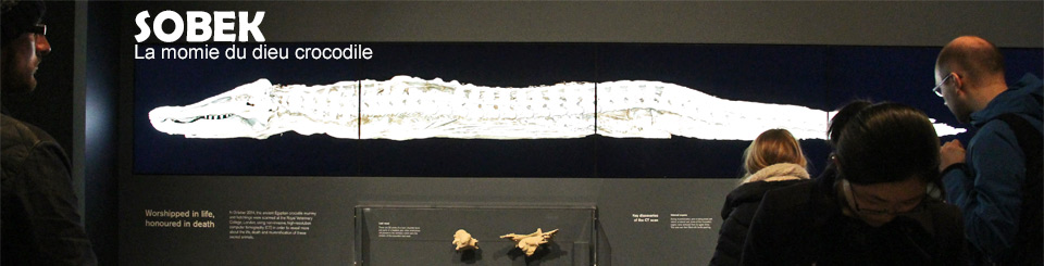 Sobek la momie du dieu crocodile