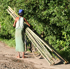 Livraison du bambou