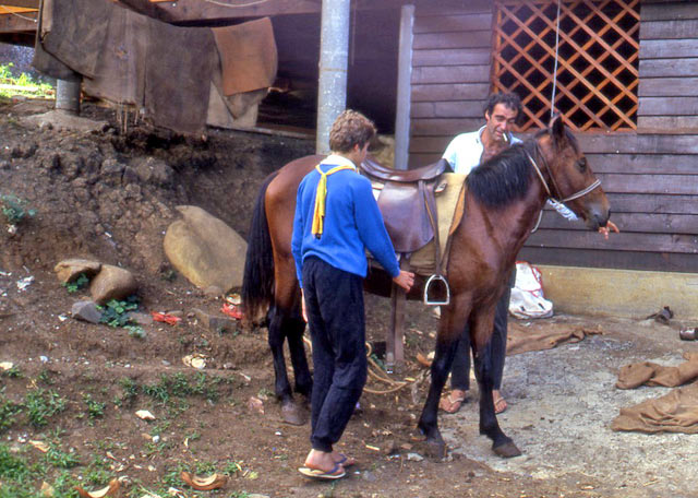 Location de chevaux