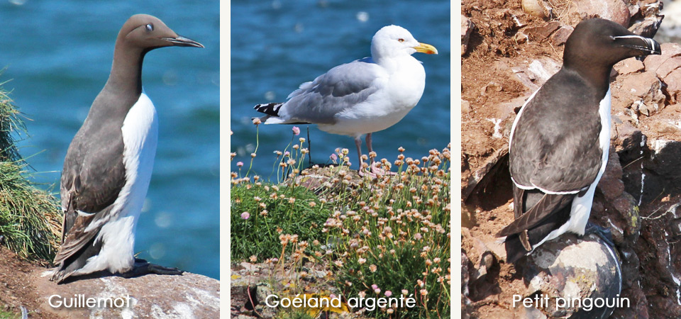 Oiseaux marins à Fowlsheugh