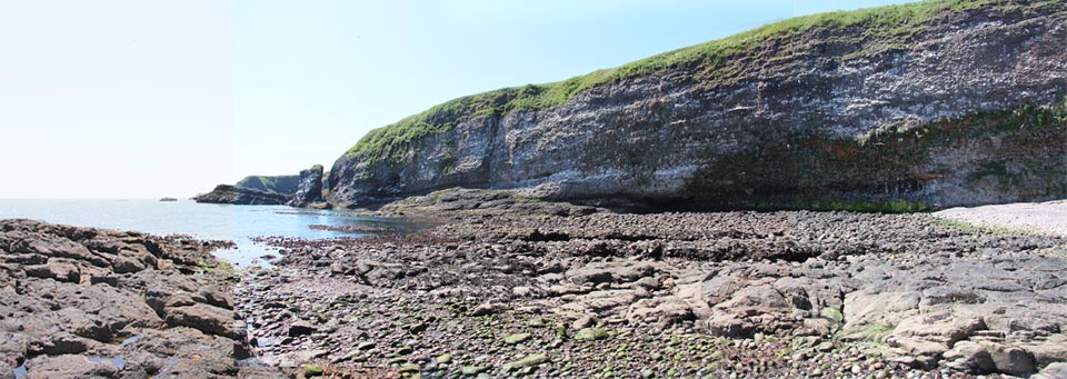 La réserve de Fowlsheugh