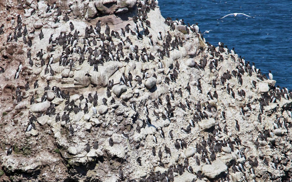 La réserve de Fowlsheugh