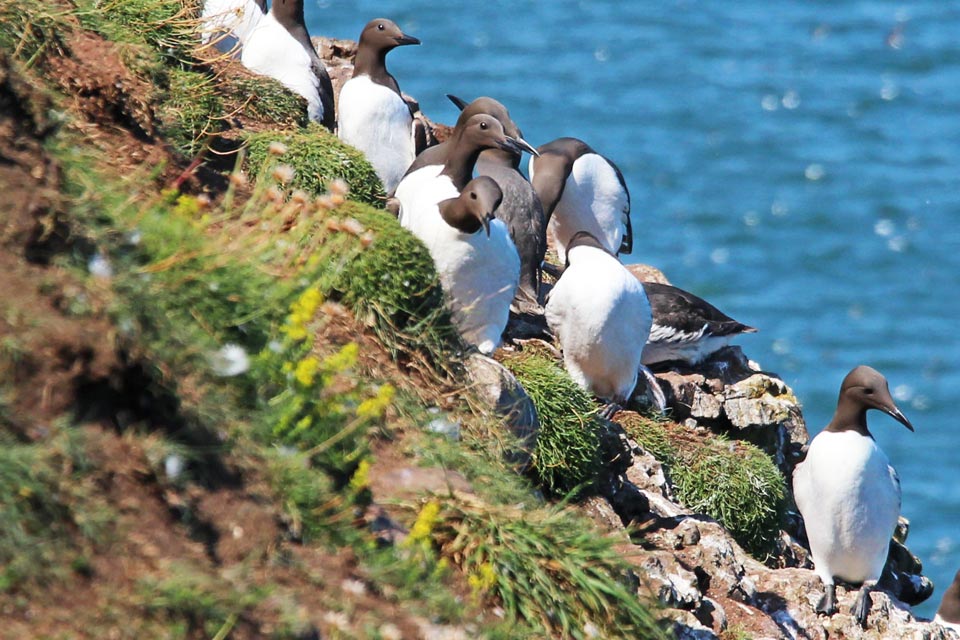 La réserve de Fowlsheugh