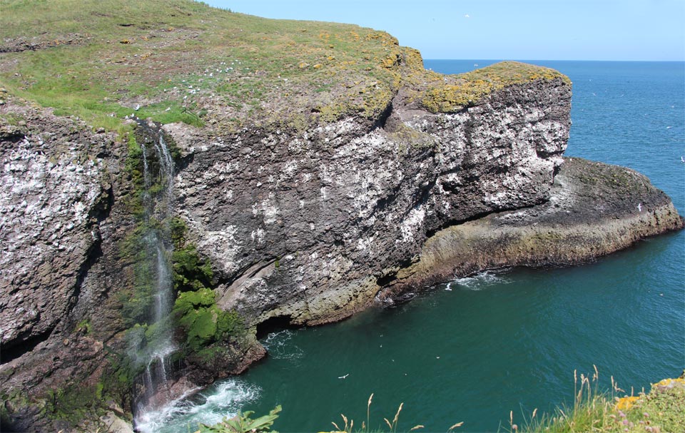 La réserve de Fowlsheugh