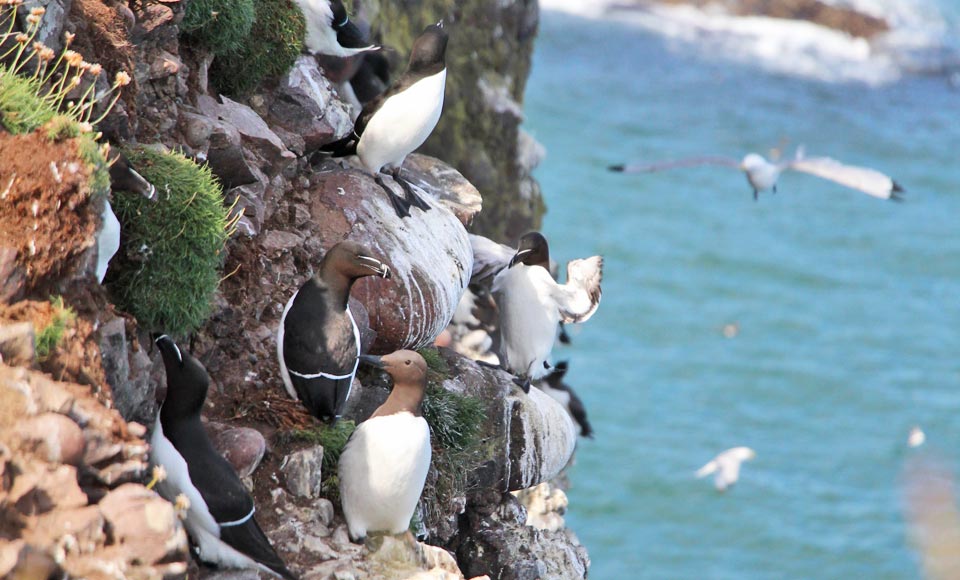 La réserve de Fowlsheugh