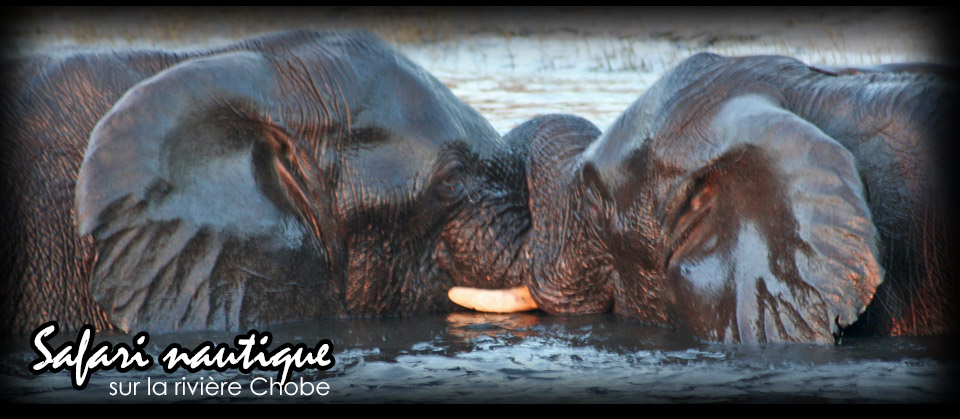 Safari nautique sur la rivière Chobe