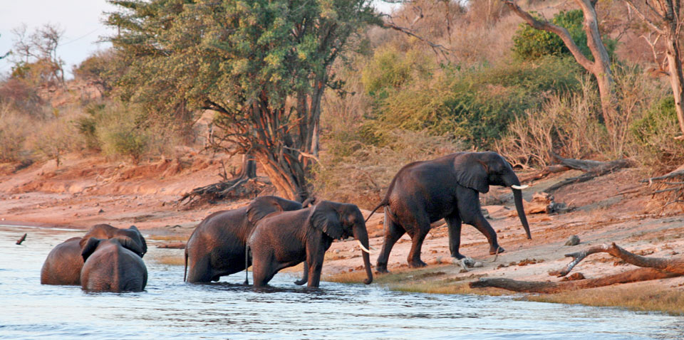 Les éléphants