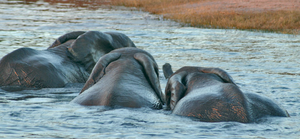 Les éléphants