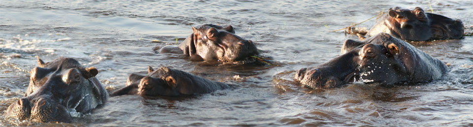 Hippopotames