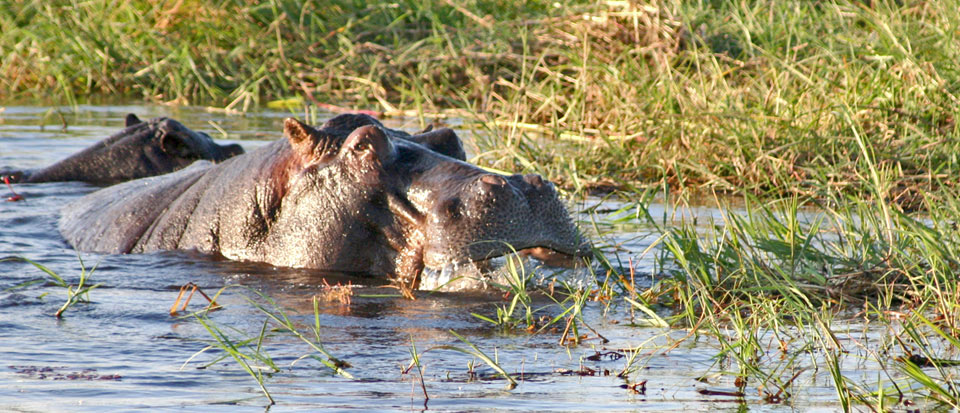 Hippopotames