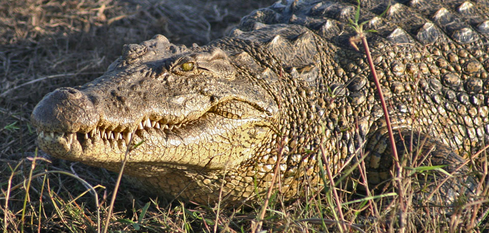 crocodile