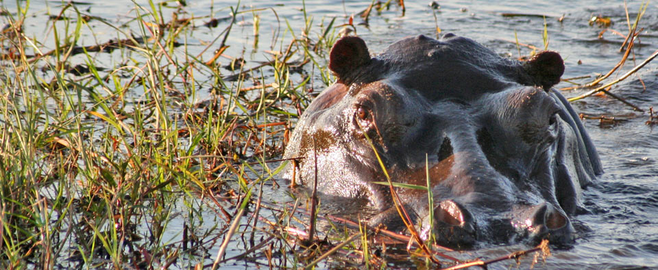 hippopotame